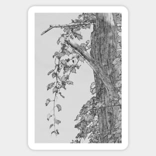 Cascading Vines (Tree & Leaf Study #4) Sticker